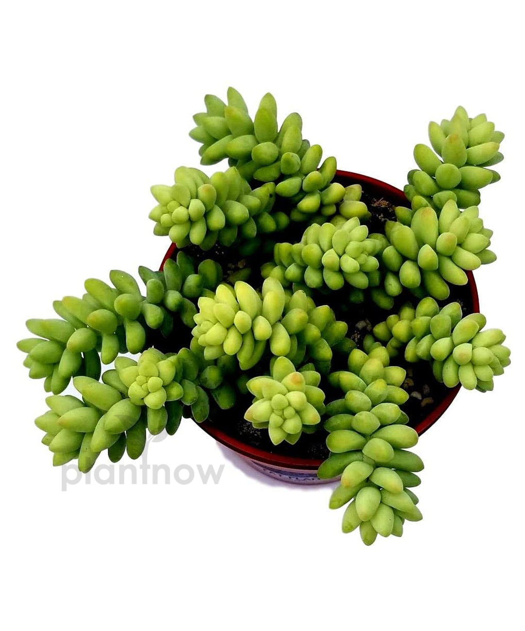 Buy Sedum Burrito Hanging Pot Plant Online at Low Price in UAE